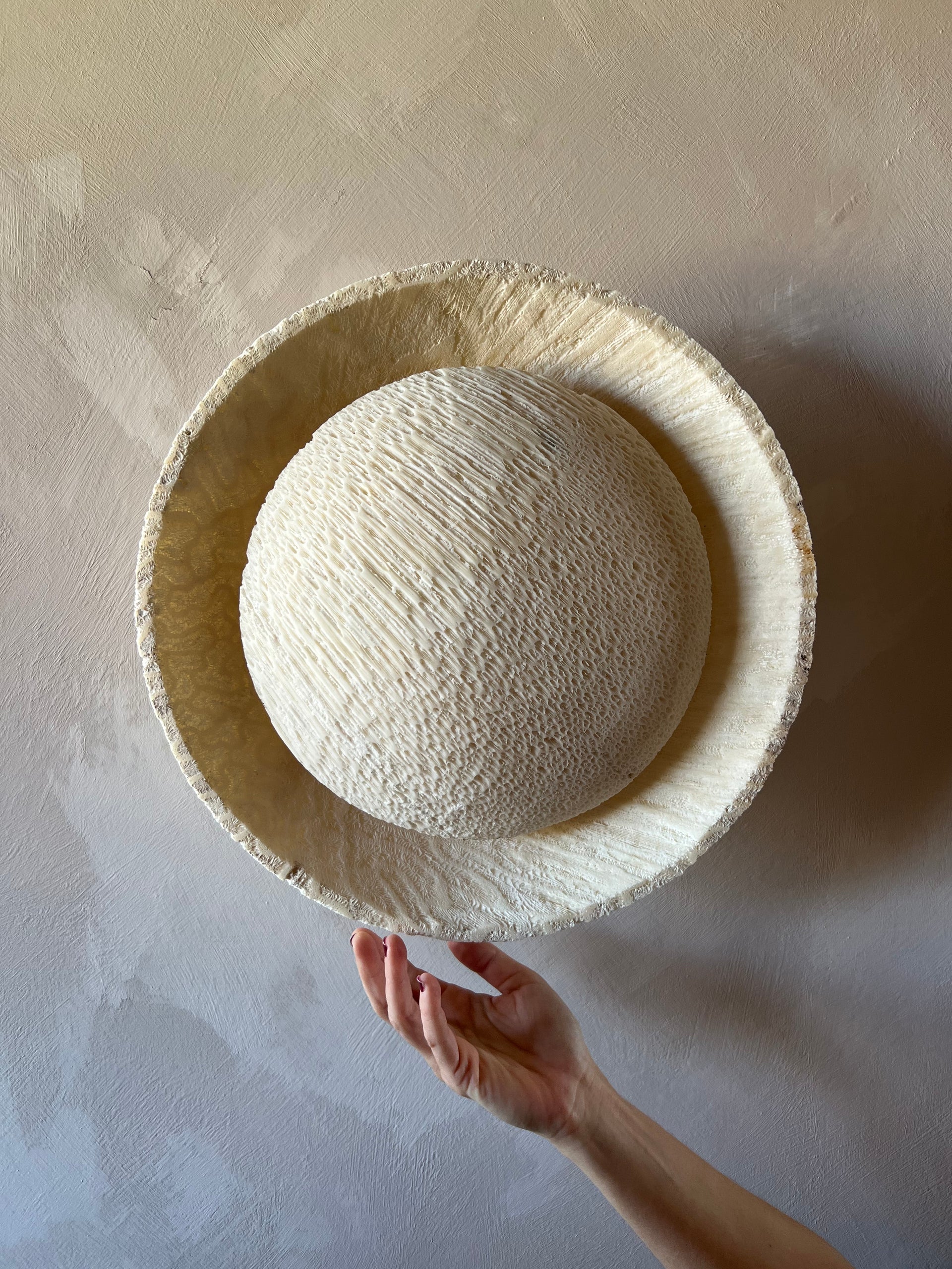 FOSSIL CORAL ECLIPSE Wall Light