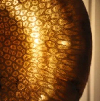 FOSSIL CORAL MOON Wall Light