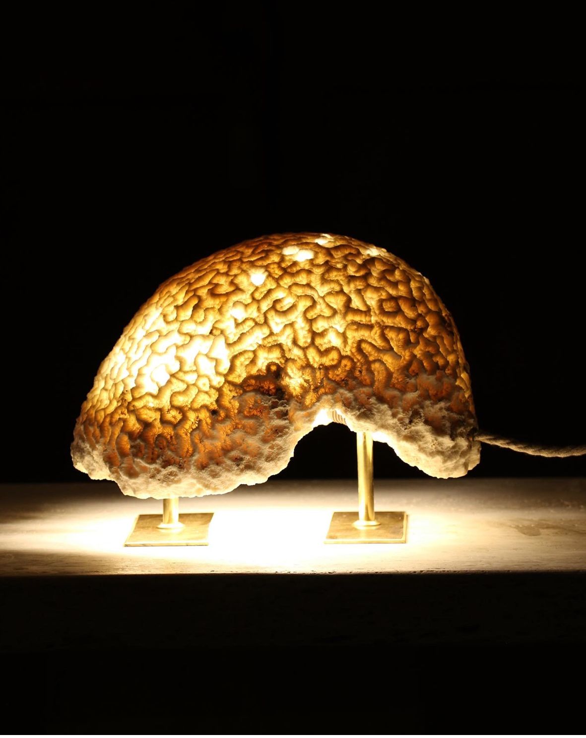 FOSSIL CORAL BRAIN Lamp