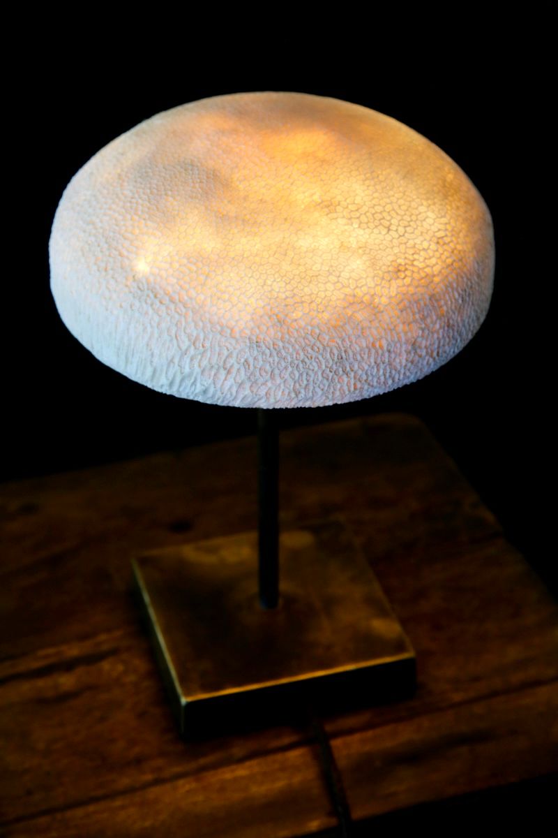 FOSSIL CORAL MUSHROOM Lamp