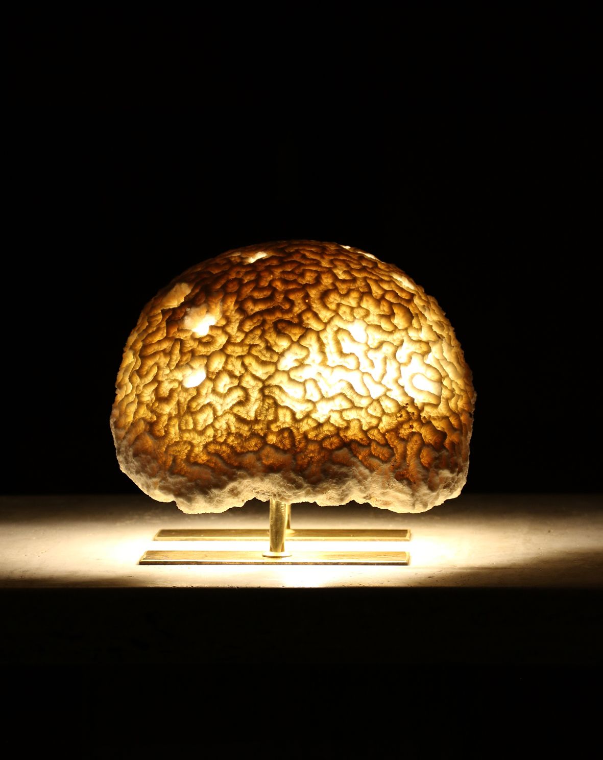 FOSSIL CORAL BRAIN Lamp
